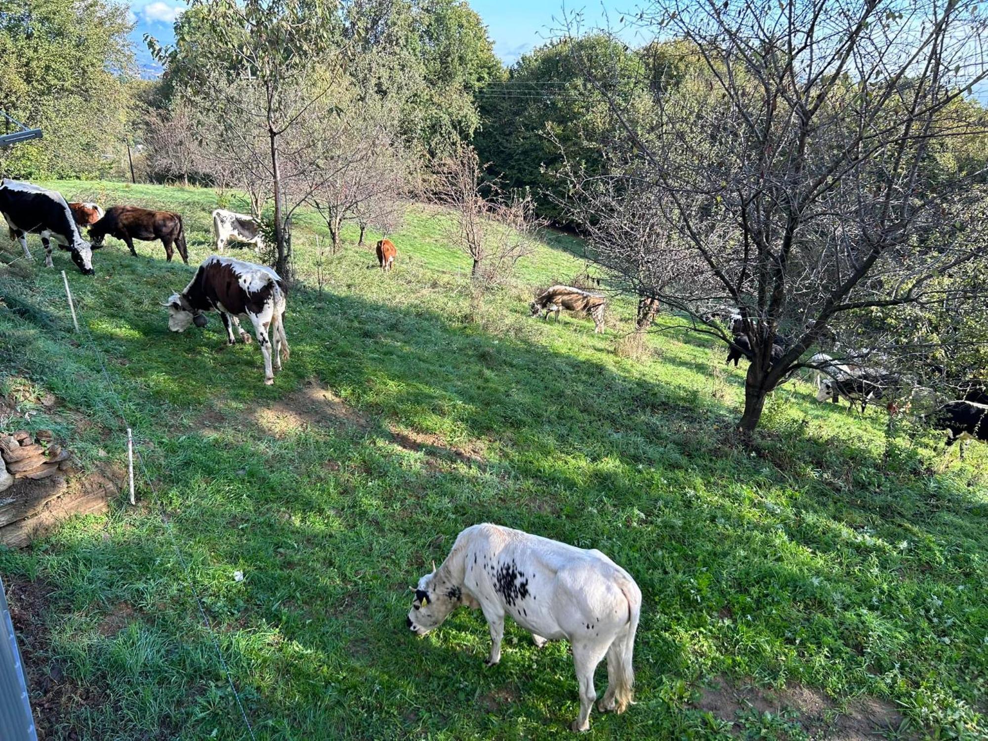 Willa Casa Salada Bagnolo Piemonte Zewnętrze zdjęcie